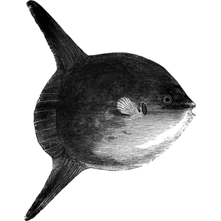 clean and shine profile picture